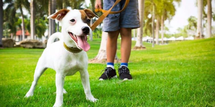 Pet e Suporte Emocional Uma Parceria Positiva