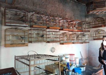 Quase 70 pássaros silvestres são resgatados em Guaíba