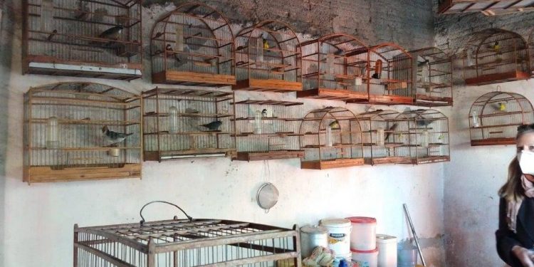 Quase 70 pássaros silvestres são resgatados em Guaíba