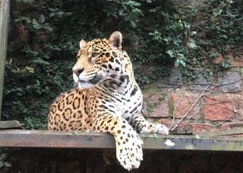 Zoo de Sapucaia recebe onça-pintada