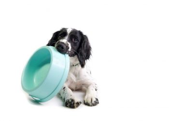 Como receber um cão