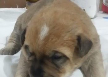 Animais Abandonados nas Ruas de Guaíba