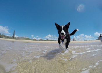 Como prevenir e tratar doenças de pele e pelos dos pets no verão