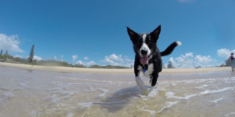 Como prevenir e tratar doenças de pele e pelos dos pets no verão