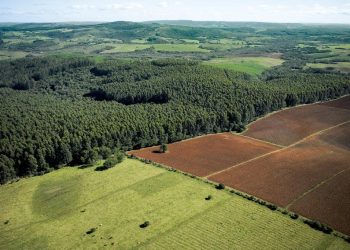 CMPC lança programa de parceria para ampliar plantio de eucalipto