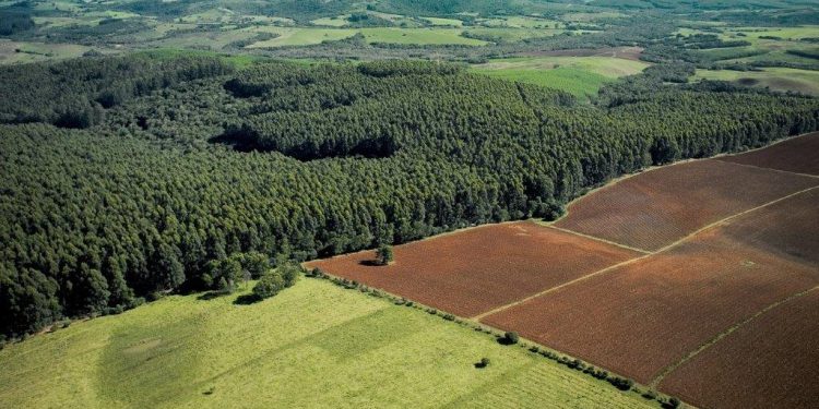 CMPC lança programa de parceria para ampliar plantio de eucalipto