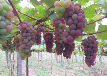 Viticultura avança na Região Centro-Sul
