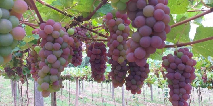 Viticultura avança na Região Centro-Sul