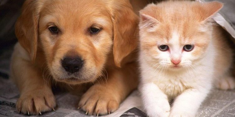 Cães e Gatos Animais de Companhia