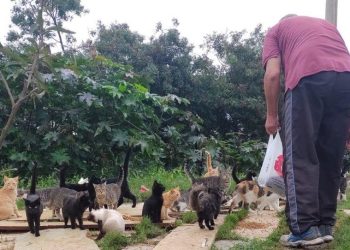 Colônia de Gatos em Guaíba