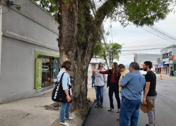 Tipuana será preservada