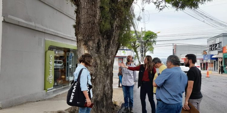 Tipuana será preservada