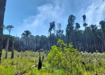 Constantes incêndios em plantação de pinus geram grave problema ambiental