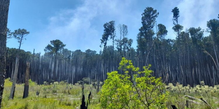 Constantes incêndios em plantação de pinus geram grave problema ambiental