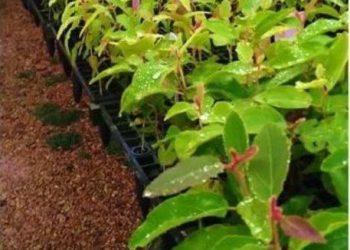 CMPC desenvolve novo eucalipto para qualificar produção de celulose