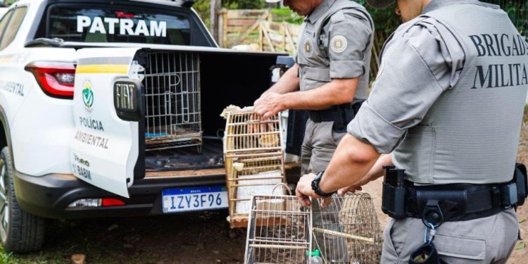 Apreensão de Aves Silvestres em Guaíba