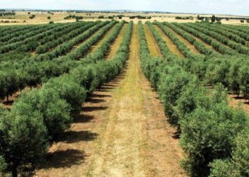 Frente para fomentar o cultivo da oliveira no RS