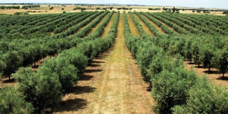 Frente para fomentar o cultivo da oliveira no RS