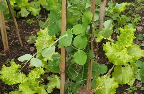 Horta da Felicidade no Coelhão