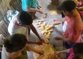 Melhoramento de sementes orgânicas