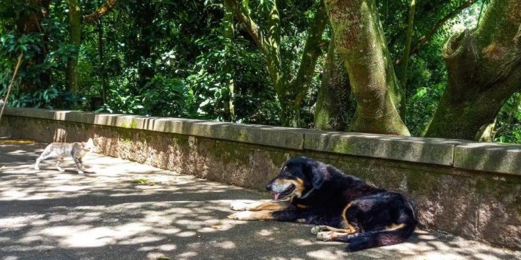 Abandono de animais é crime