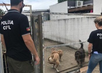 Polícia Civil atua contra maus-tratos de animais