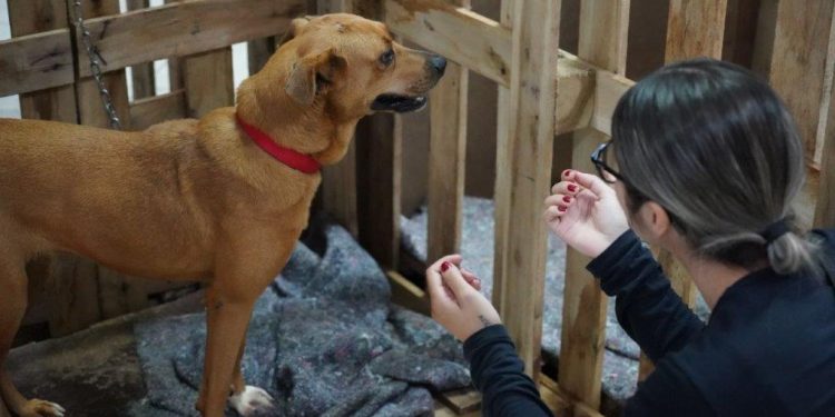 Cães seguem abrigados em Guaíba