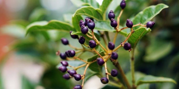 Passos Essenciais para o Cultivo de Frutíferas em Vaso
