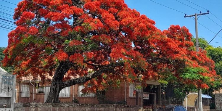 O esplendor das árvores anunciando  dezembro