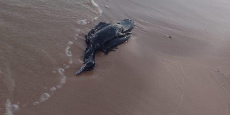 Biguás aparecem mortos na Praia da Alegria