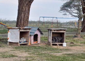 Questionamentos Sobre Cães de Rua em Guaíba