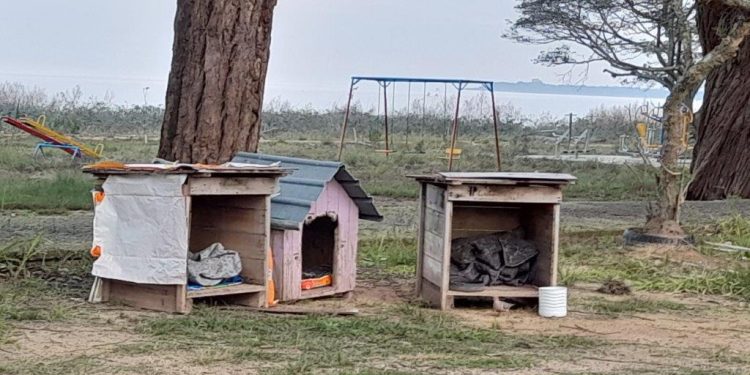 Questionamentos Sobre Cães de Rua em Guaíba