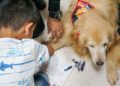 Cães especiais auxiliam tratamentos físicos, mentais e emocionais