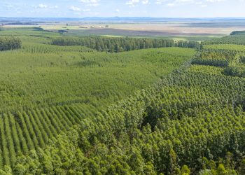 MPF recomenda suspensão do licenciamento do projeto da CMPC em Barra do Ribeiro