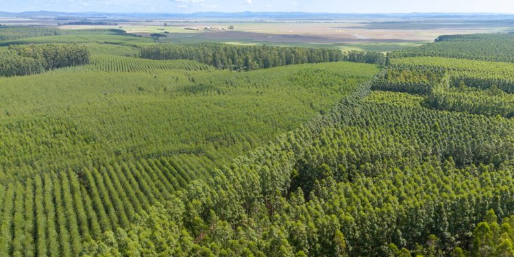 MPF recomenda suspensão do licenciamento do projeto da CMPC em Barra do Ribeiro